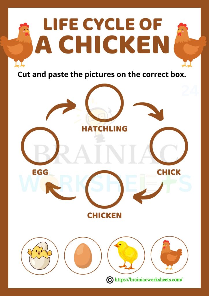 science worksheet for class 3