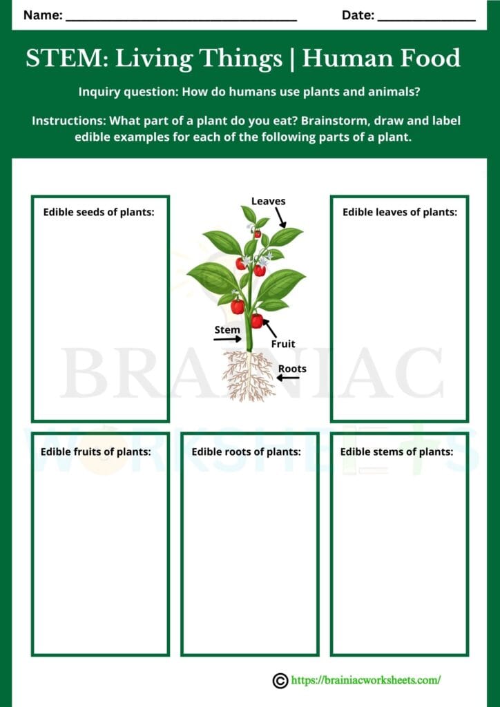 science worksheet for class 3