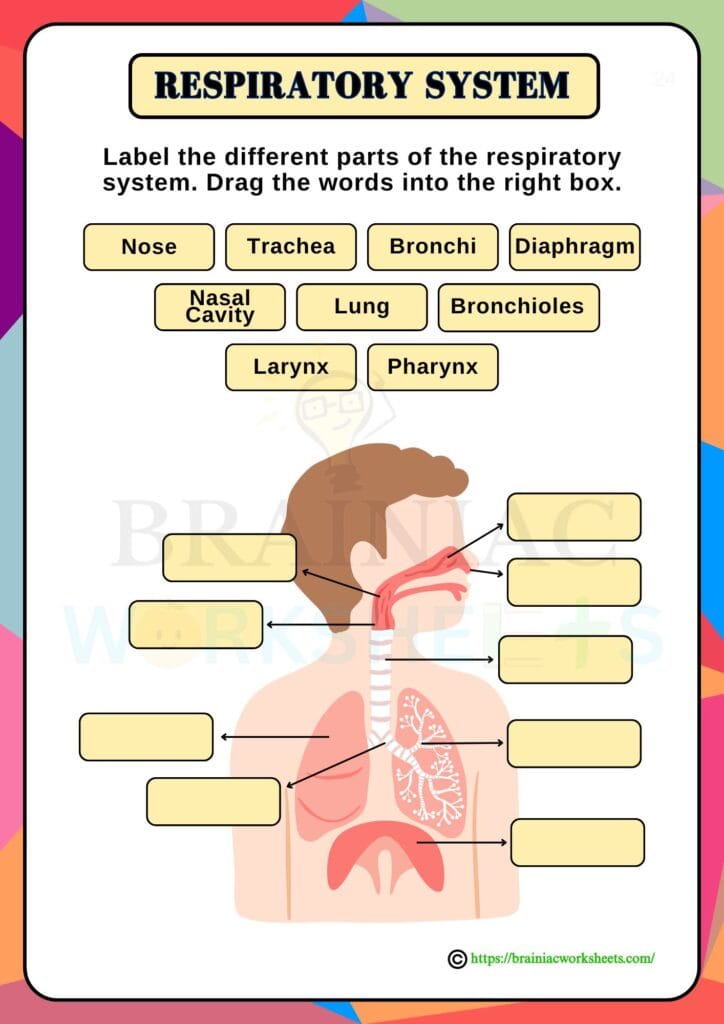 science worksheet for class 5