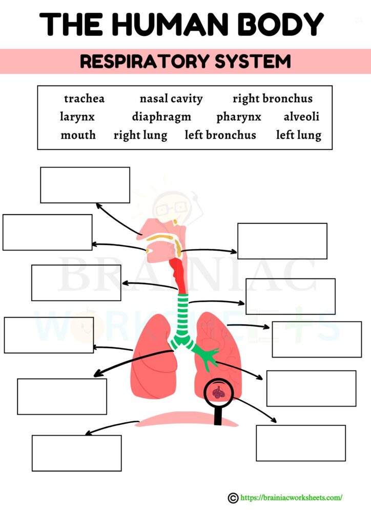 science worksheet for class 5